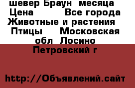 шевер Браун 2месяца › Цена ­ 200 - Все города Животные и растения » Птицы   . Московская обл.,Лосино-Петровский г.